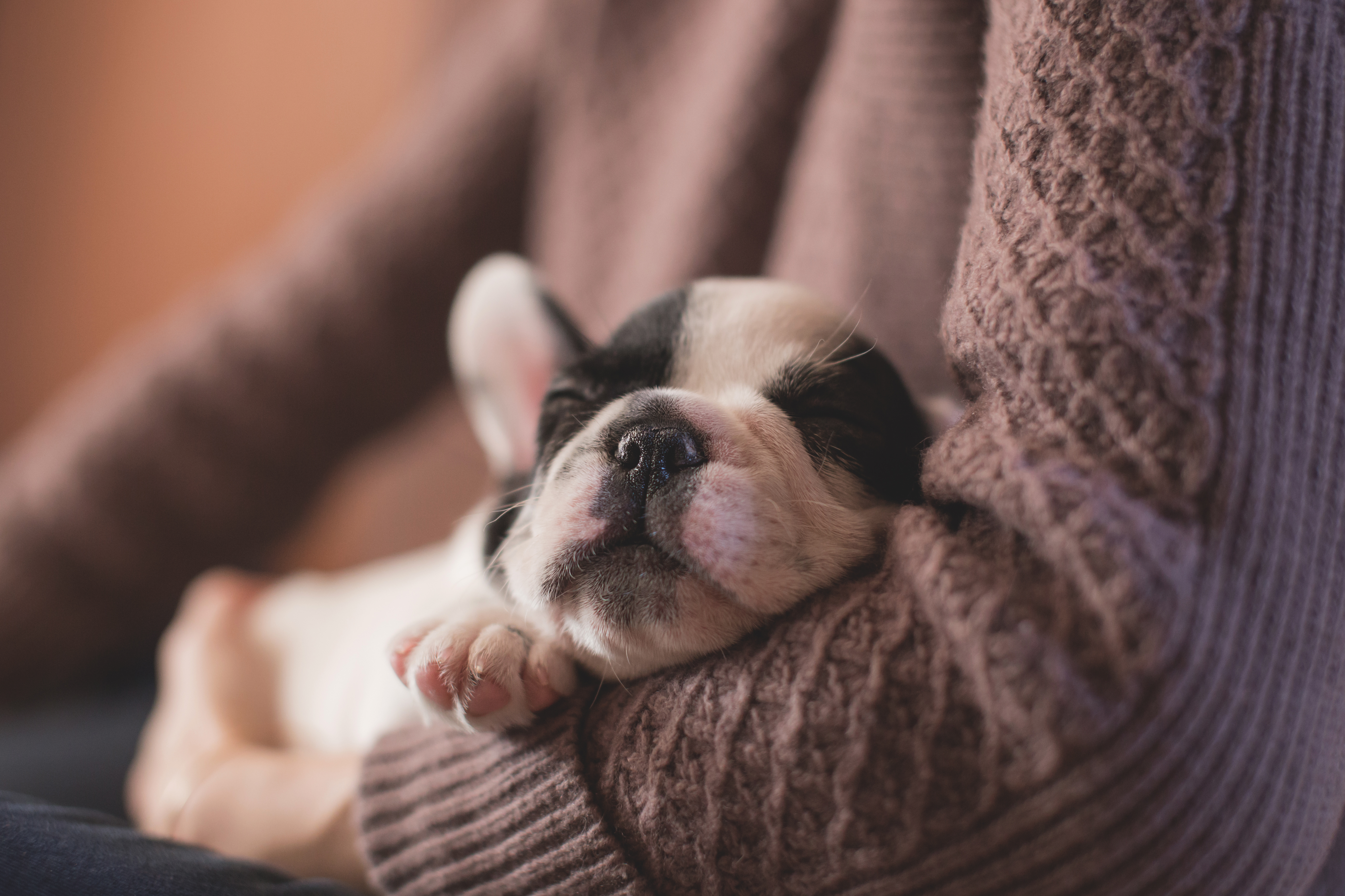 Image for The idolisation of comfort