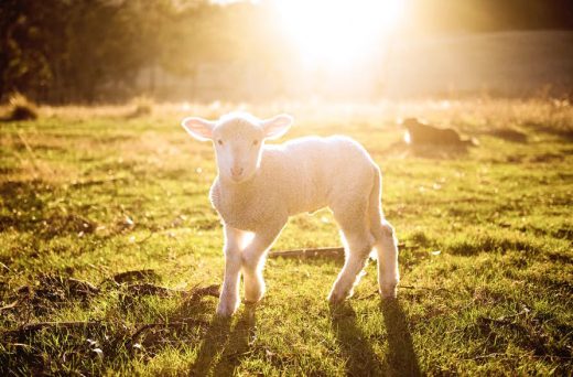 Image for 10 ways to reflect God's humility