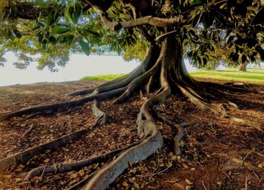 Image for Uprooting trapped toxic emotions and their bad fruit